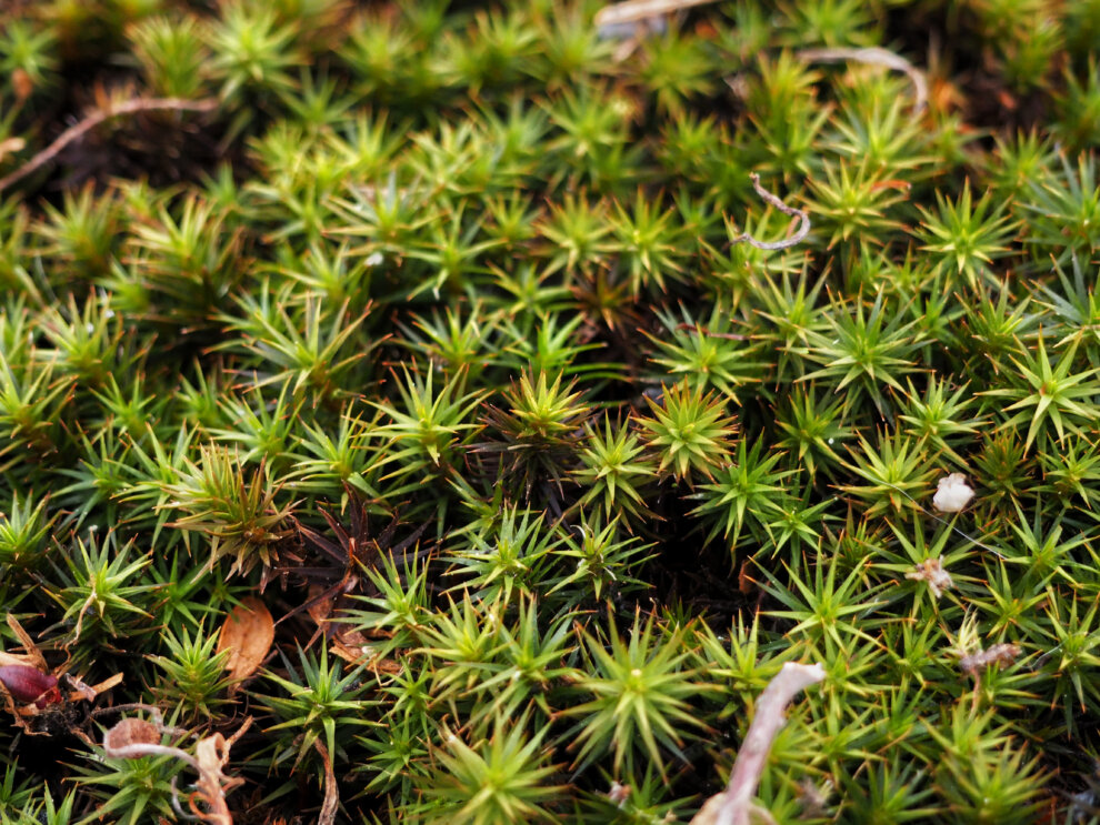 CES Lifestyle SPIRIT 002 2022 Original External Copyright see restrictions